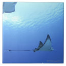 Suche nach strahlen fliesen Unterwasser