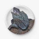 Suche nach frilled Drache