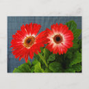Suche nach roter gerbera postkarten Durchtränkt