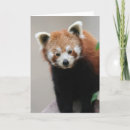 Suche nach roter panda karten Foto