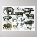 Suche nach zoologie poster Englisch