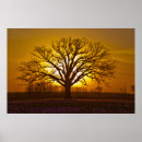 Suche nach oak tree poster Landscape
