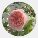 Suche nach rosa centifolia Jede person