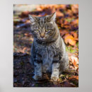 Suche nach hauskatzen poster Fotografie