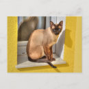 Suche nach siamesische katze postkarten Bezaubernd