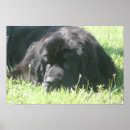 Suche nach neufundland poster Foto