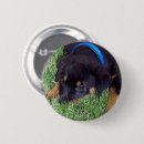 Suche nach rottweiler hund buttons Haustiere