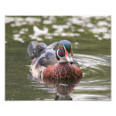 Suche nach männliche ente poster Tierwelt