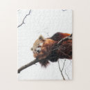 Suche nach roter panda puzzle Für alle