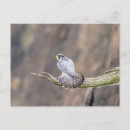 Suche nach wanderfalke postkarten Raubvögel