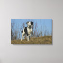 Suche nach collie leinwandbilder Foto