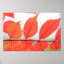 Suche nach autumn leaves poster Fall