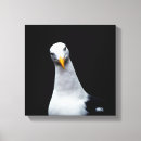Suche nach seevögel leinwandbilder Vogel