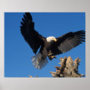 Suche nach adler im flug poster Hausfrau