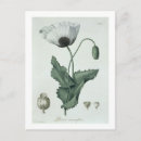 Suche nach papaver postkarten Botanisch