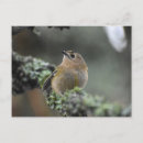 Suche nach goldschmiede postkarten Vögel