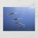 Suche nach tintenfisch postkarten Tiere