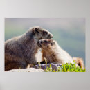 Suche nach murmeltier poster Natur