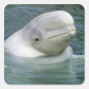 Suche nach beluga aufkleber Süß
