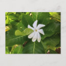 Suche nach jasmin postkarten Tropisch
