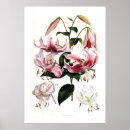Suche nach lilium poster Illustration