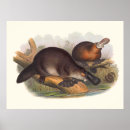 Suche nach rinder poster Tiere