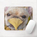 Suche nach franziskaner mousepads Hausrinder