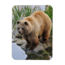 Suche nach grizzly magnete Tiere