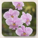 Suche nach phalaenopsis untersetzer Blumen