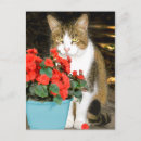 Suche nach tigerkatze postkarten Katzen