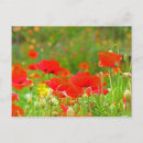 Suche nach rote mohnblume postkarten Jede person