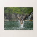 Suche nach weißkopfseeadler puzzle Tiere