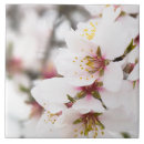 Suche nach mandelblüte fliesen Quelle