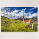 Suche nach patagonia puzzle South america