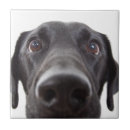 Suche nach schwarzer labrador fliesen Welpe