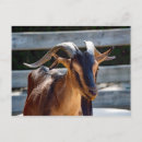 Suche nach tierische postkarten Foto