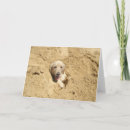 Suche nach lustige golden retriever karten Hund