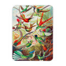 Suche nach kolibris magnete Hummingvogelmagnet