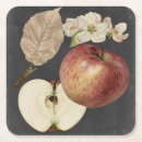 Suche nach apfel untersetzer Äpfel