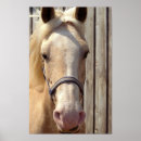 Suche nach palomino poster Pferdeartig