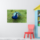 Suche nach gefieder poster Tier