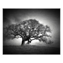 Suche nach oak tree poster Foto