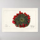 Suche nach aloe poster Vintag