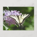 Suche nach schöner tiger postkarten Schmetterling