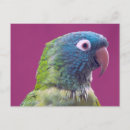 Suche nach papageien postkarten Blau
