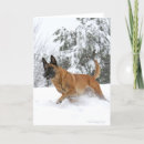 Suche nach belgische karten Belgianische malinois