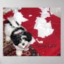 Suche nach havaneser poster Havanisch