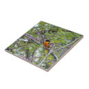 Suche nach baltimore fliesen Natur