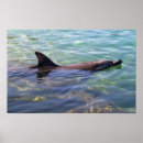 Suche nach delphinbild Delphin foto