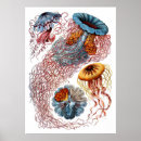 Suche nach haeckel poster Kunstformen der natur